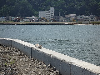 20110806_ishinomaki6.jpg