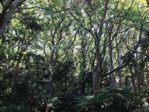 IMG_1330