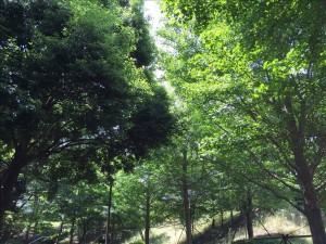 vcm_s_kf_repr_832x624