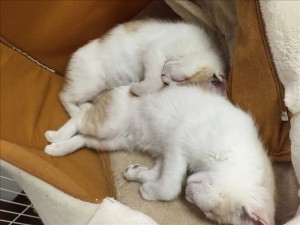 vcm_s_kf_repr_832x624