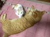フルプライマリーを深めるためのセカンドアーサナ