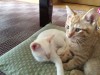 子猫里親募集☆極上な時間をあなたへ