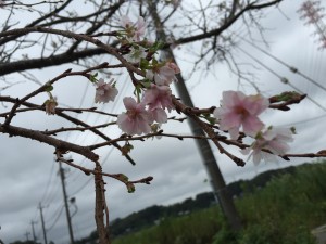 img_1439