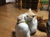 インナーパワー☆お腹の力が鍵です。