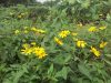 「加齢とは?」「老化とは?」☆自分の芝を刈りましょう