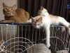 「加齢とは？」「老化とは？」☆自分の芝を刈りましょう