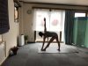 夏の疲れ…そろそろ本腰入れて取り除きましょう✤内臓を温めるポーズなど…