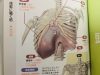 スイミングブレス（息継ぎ）から見るヨガの呼吸法