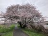 足るを知る（サント―シャ）…ヨガ友の深いお話し✤芯の強さがもたらすもの